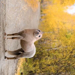 Meet your Posher, Austin